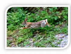 Image result for Wild Rabbits and Their Babies