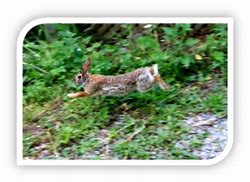 Image result for Baby Wild Rabbit Food