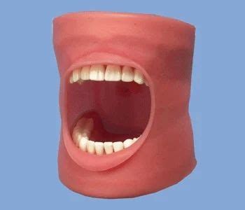 Teeth Models - Half Lower Jaw Model ( BEP-305-2 ) Trader - Retailer ...