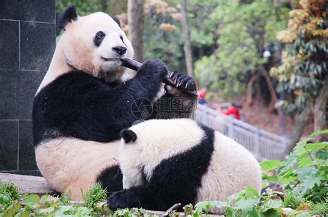 成都大熊猫基地玩耍的熊猫高清图片下载-正版图片501201502-摄图网