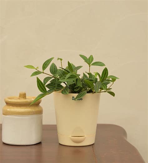 Peperomia Angulata Gift Hamper – Ugaoo