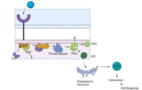 Image result for PIP2 Signaling Pathway