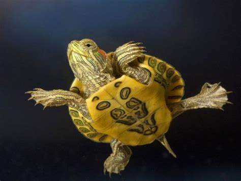 آبی گرافیک | دانلود آموزش ،گرافیک و عکس