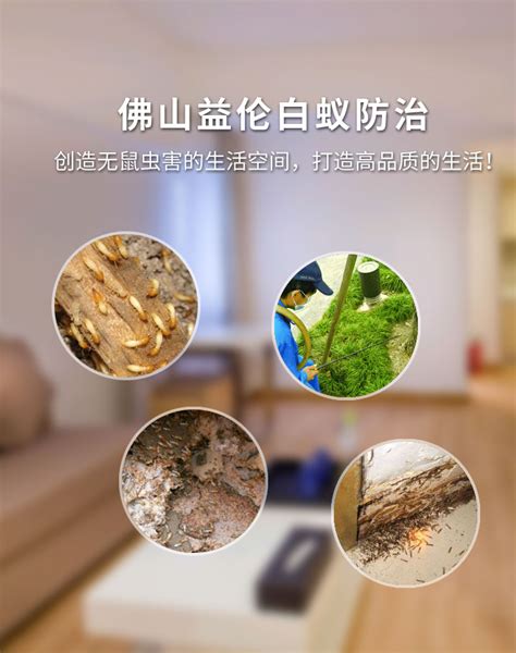 白蚁灭治-案例展示-扬州白蚁防治中心