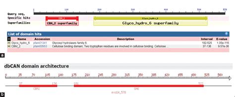 In silico perceptions in structural elucidation of Exo-ß-1,4-glucanase ...