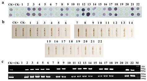 Development of Dot-ELISA and Colloidal Gold Immunochromatographic Strip ...