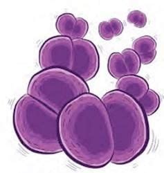 Meningococcus - Medical Science Optional Notes for UPSC PDF Download