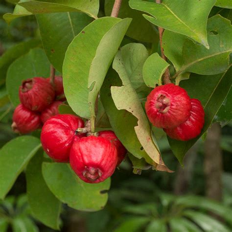 Bush Apple Live Plant (Syzygium suborbiculare) – veliyathgardens