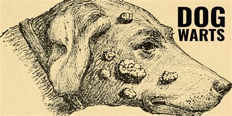 Dog Warts – Guide, Causes, Treatments, Prevention & FAQ