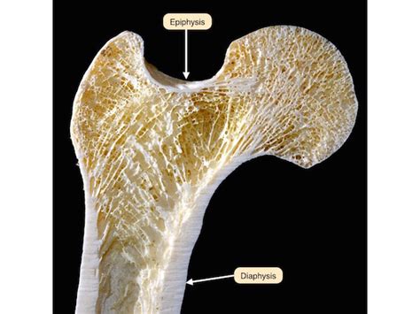 Microscopic Bone Matrix Figure 的图像结果