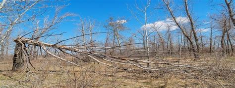 India loses natural resources to economic growth: report