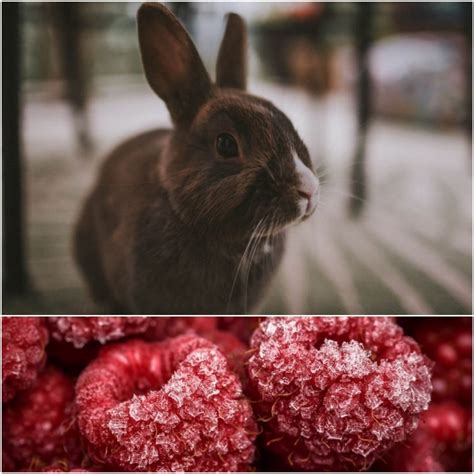 Can Rabbits Eat Raspberry? - Everything Bunnies