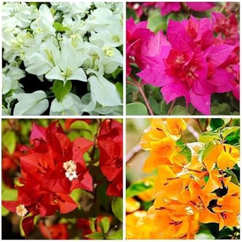 OhhSome Live Flowering Plant Bougainvillea Dwarf Multicolour All Season ...