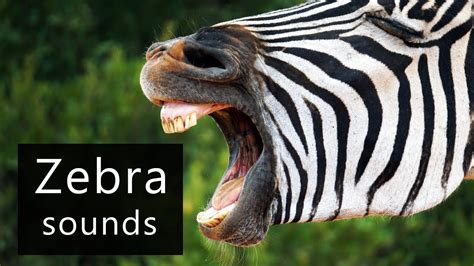Image result for Zebra Voice