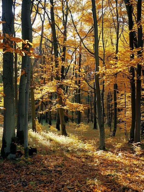 Fall Nature 的图像结果