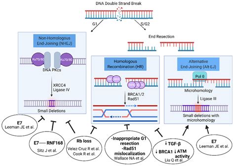 Genomic Signatures in HPV-Associated Tumors