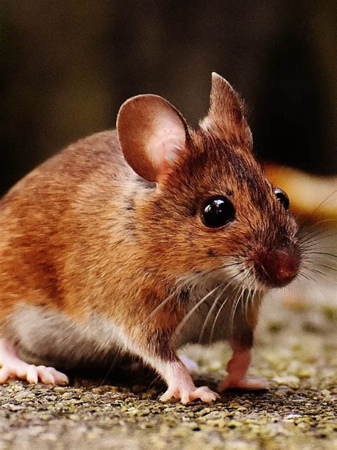 Image result for Mouse Left-Click Not Working Properly