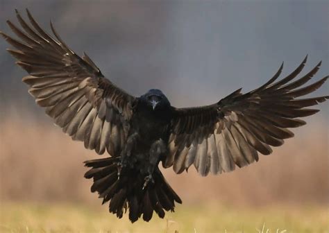 Behavior Of Ravens