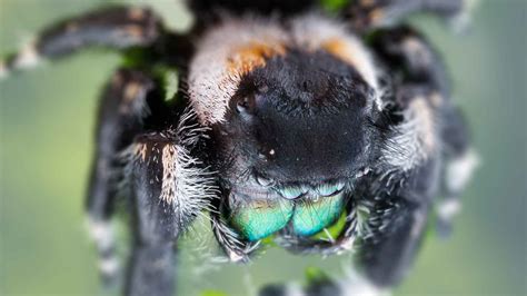 Phidippus Audax Male vs Female: What are Differences?