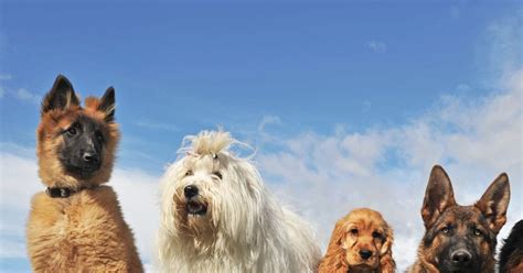 अपनी ब्रीड की वजह से क्यूट और होशियार होते हैं डॉग ! जेनेटिक रिसर्च में ...