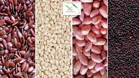 किसानों को मुफ़्त में दिए जाएँगे मूँगफली, सरसों, तिल एवं अन्य तिलहन ...