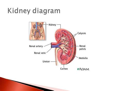 Image result for Kidney Tutorial