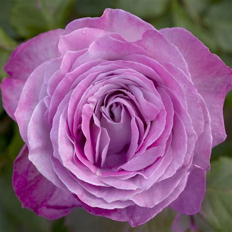 Nicole Carol Miller™ Grandiflora Rose: A rose of beauty, strength, and ...