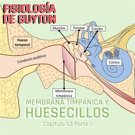 PRESENTACIÓN COMPLETA l Fisiología de Guyton l CAP 53 PT 1: Membrana ...