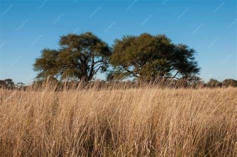 Premium Photo | Pampas grass landscape La Pampa province Patagonia ...