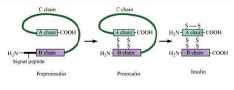 Question 2: What are transgenic bacteria? Illustrate using any one ...