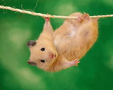Image result for Cute Animal Wallpapers for Kids