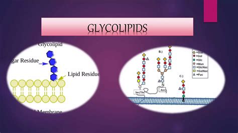 Structure and functions of glycoplipids and glycoproteins | PPTX