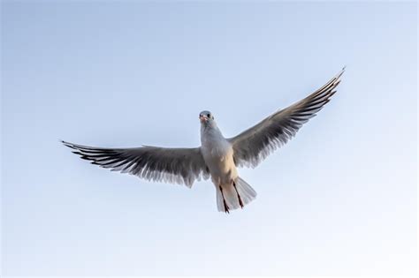 Seagull with open wings in the sky symbol of freedom | Free Photo