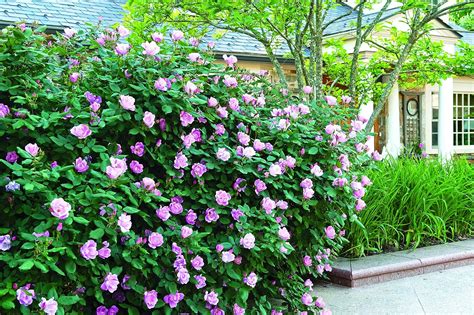 Buy Star Roses Knockout Series 17226 Blushing Knockout Rose, 3 Gallon ...