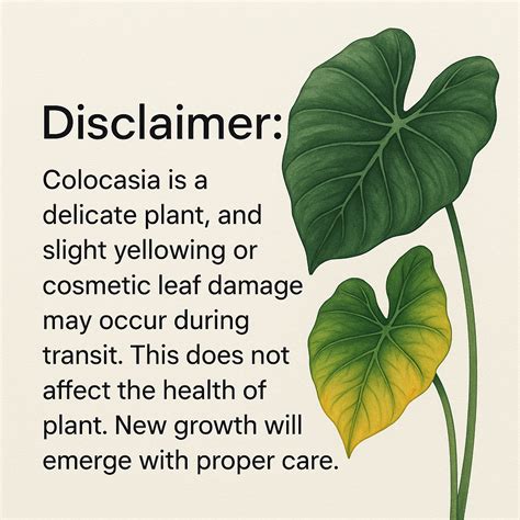 Colocasia Black Coral - Soiled