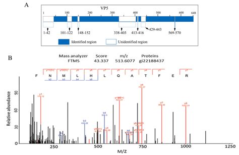 Molecular Characterization of Outer Capsid Proteins VP5 and VP7 of ...