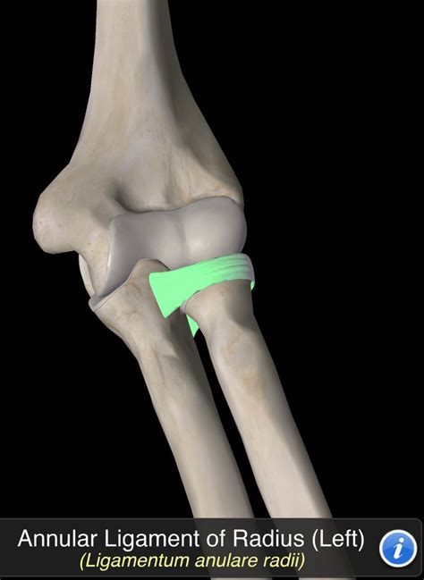Annular Ligament of Radius | Annular, Radii, Anatomy