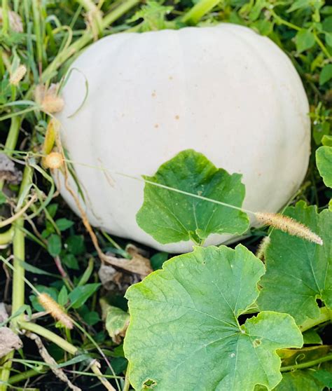 Nelson's Pumpkin Patch - Pumpkin Patch Near Me