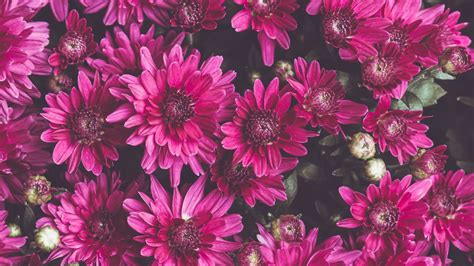 Wallpaper chrysanthemums, flowers, petals, buds, flowering hd, picture ...