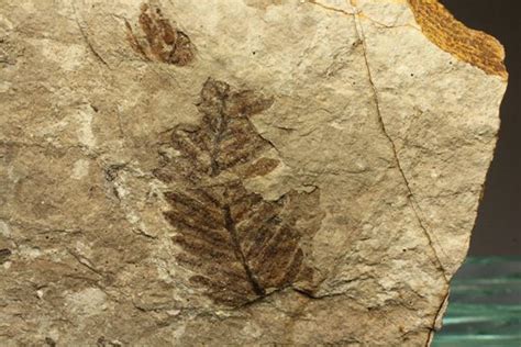 木の葉化石メタセコイア（Metasequoia sp.) 化石 販売