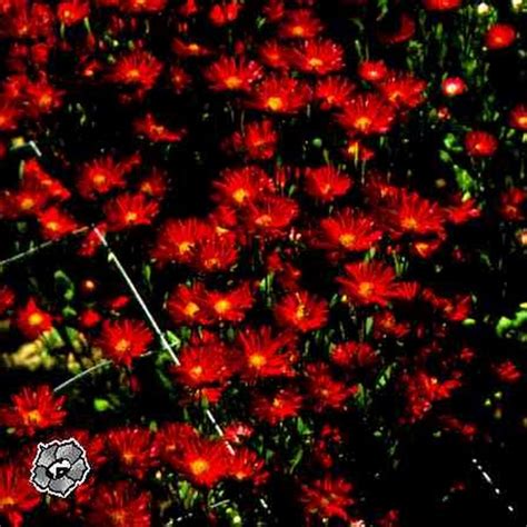 Transparency in the physical : spiritual meaning of flower