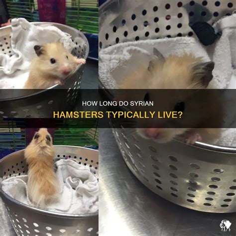 How Long Do Syrian Hamsters Typically Live? | PetShun