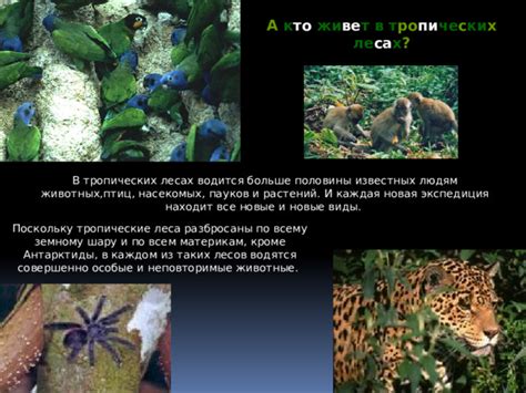 Тропические леса - География - Презентации - СУЗ