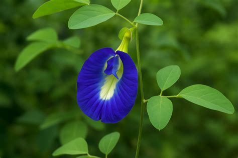 Organic Shanku Pushpam/Aparajitha -Butterfly Pea Flower Blue – GreenDNA ...