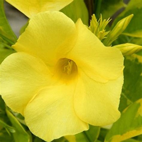 Allamanda Yellow Variegata- Creepers & Climbers– Exotic Flora