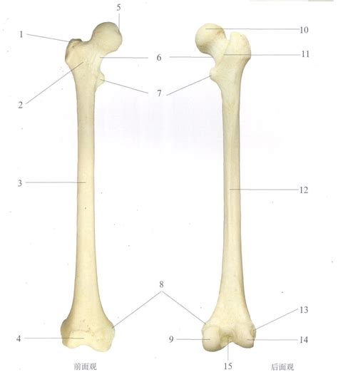 图4-36 股骨-骨科临床解剖学-医学