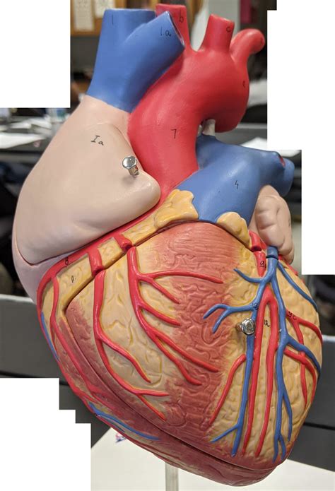Working Model of Heart 的图像结果