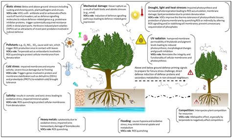 Stress-Induced Volatile Emissions and Signalling in Inter-Plant ...