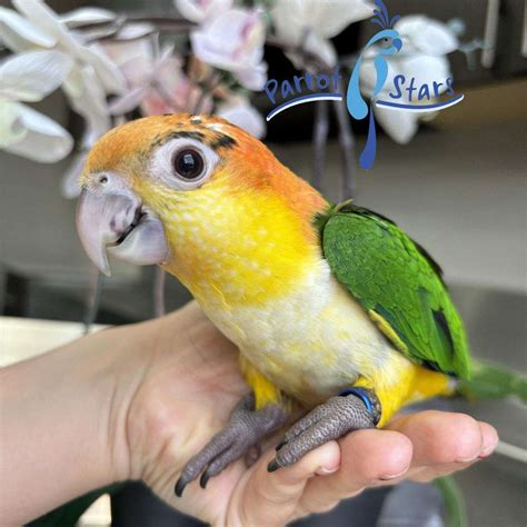 Baby White Bellied Caique Available at Parrot Stars!