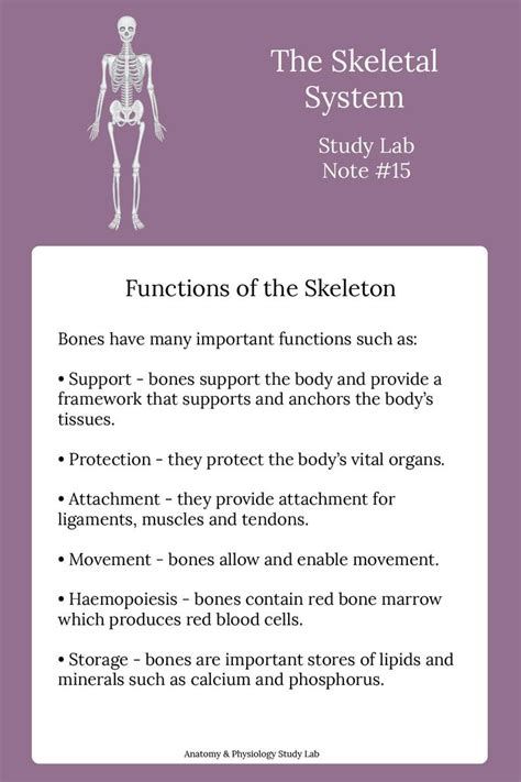 Image result for Human Skeleton Function